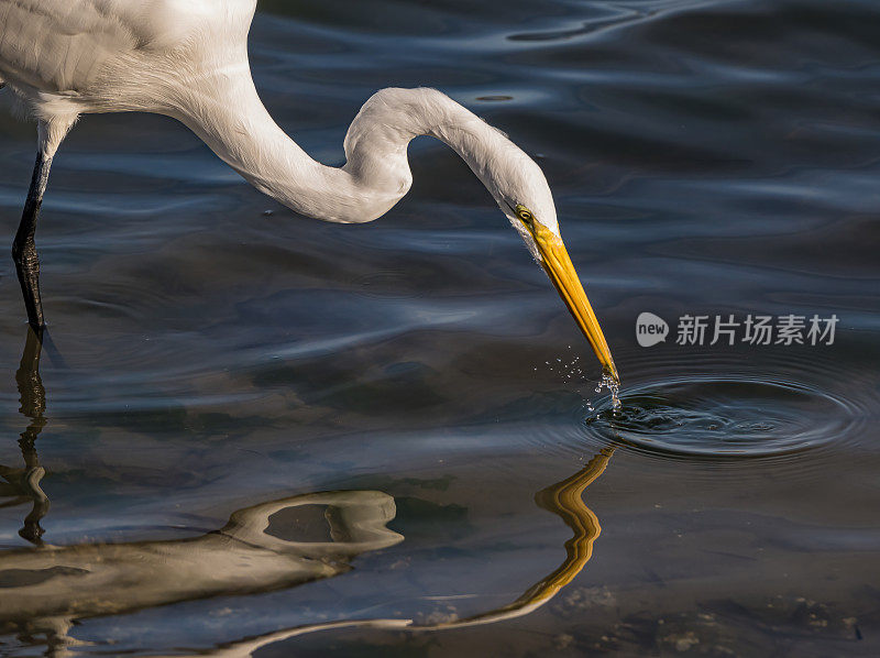 大白鹭(Ardea alba)，也被称为普通白鹭，大白鹭，或(在旧大陆)大白白鹭或大白鹭是一种大型，广泛分布的白鹭。在加州索诺玛县的博德加湾捕鱼。Pelecaniformes